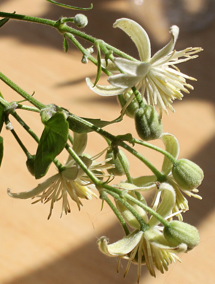 Image of Clematis vitalba specimen.