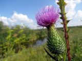 Cirsium vulgare