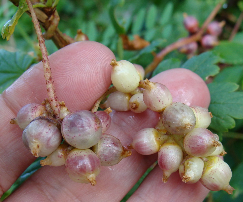 Image of Cuscuta lupuliformis specimen.