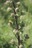 Verbascum blattaria