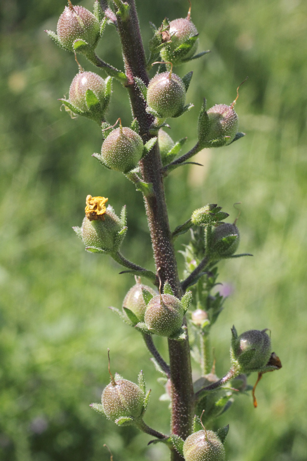 Изображение особи Verbascum blattaria.