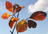 род Crataegus. Верхушка веточки с листьями в осенней окраске. г. Кемпен, в парке. 22.09.2012.