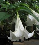 Brugmansia suaveolens