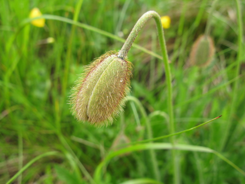 Изображение особи Papaver lisae.