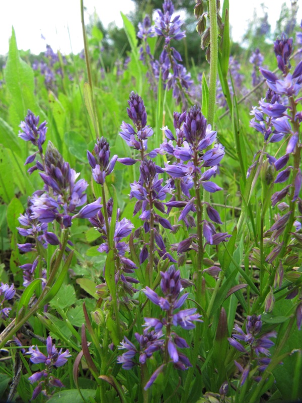 Image of Polygala comosa specimen.