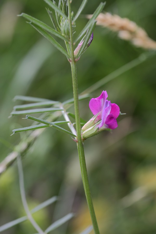 Image of Vicia angustifolia specimen.