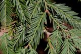 Sequoia sempervirens
