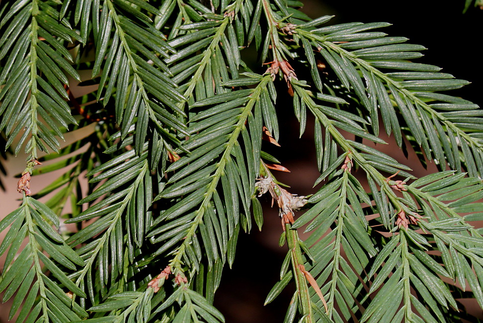 Image of Sequoia sempervirens specimen.