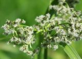 Scirpus sylvaticus. Соцветие. Лужский р-н Ленинградской обл., середина июня.