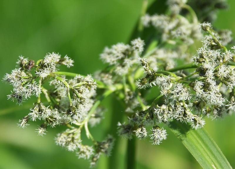 Image of Scirpus sylvaticus specimen.