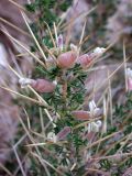 Astragalus spinosus