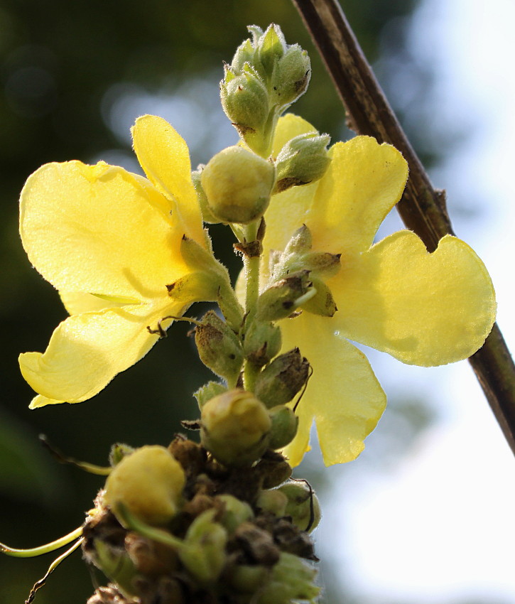 Image of Verbascum densiflorum specimen.