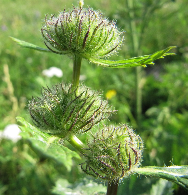 Image of Phlomoides tuberosa specimen.
