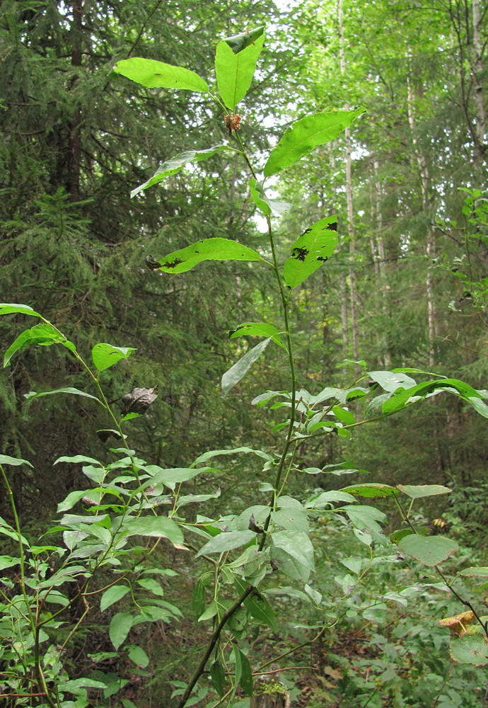 Изображение особи Salix myrsinifolia.