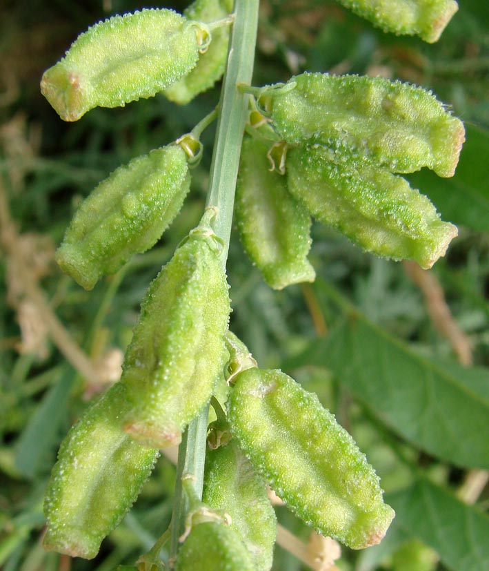 Image of Reseda lutea specimen.