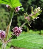 Mentha × verticillata