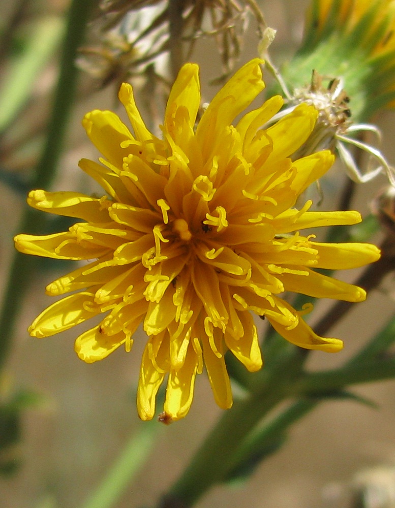 Image of Hieracium robustum specimen.