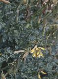 Corydalis stricta