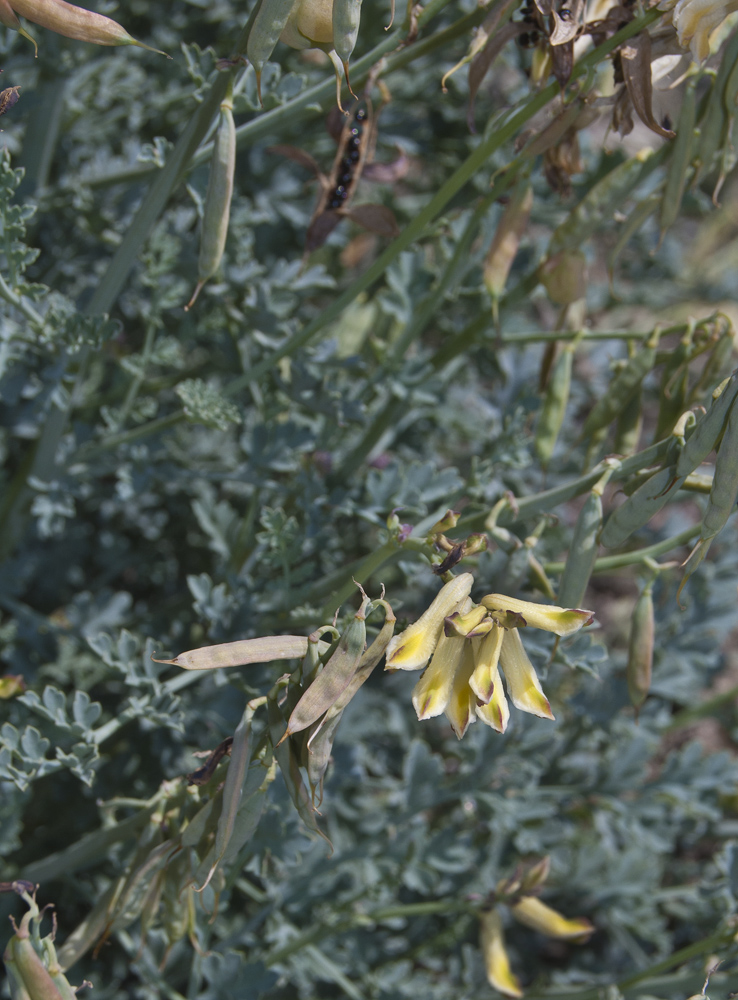 Изображение особи Corydalis stricta.