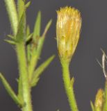 Image of taxon representative. Author is Татьяна Мальчинская