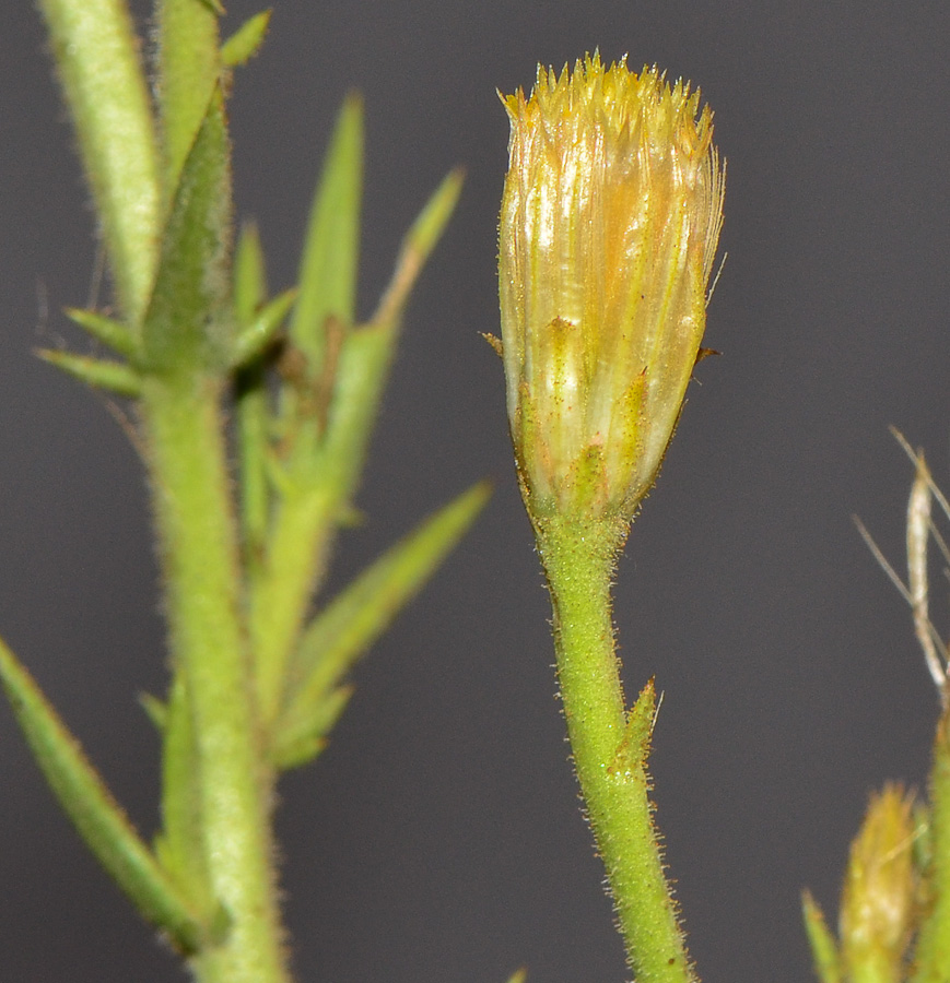 Image of Iphiona scabra specimen.