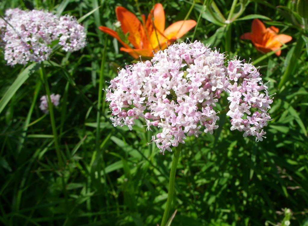 Изображение особи Valeriana coreana.