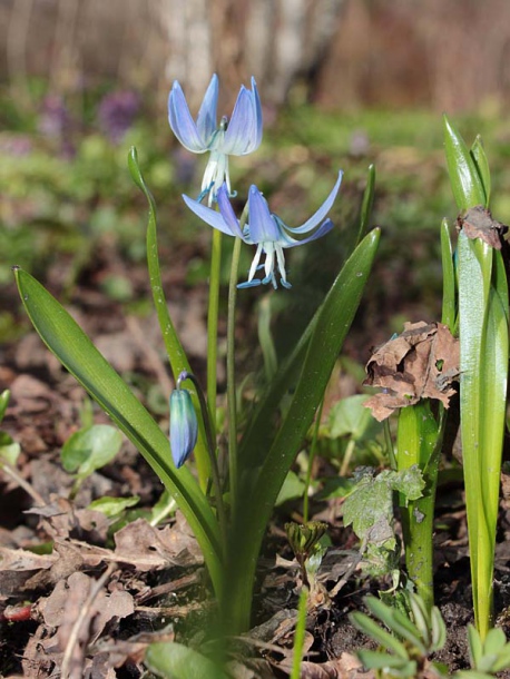 Image of Scilla rosenii specimen.