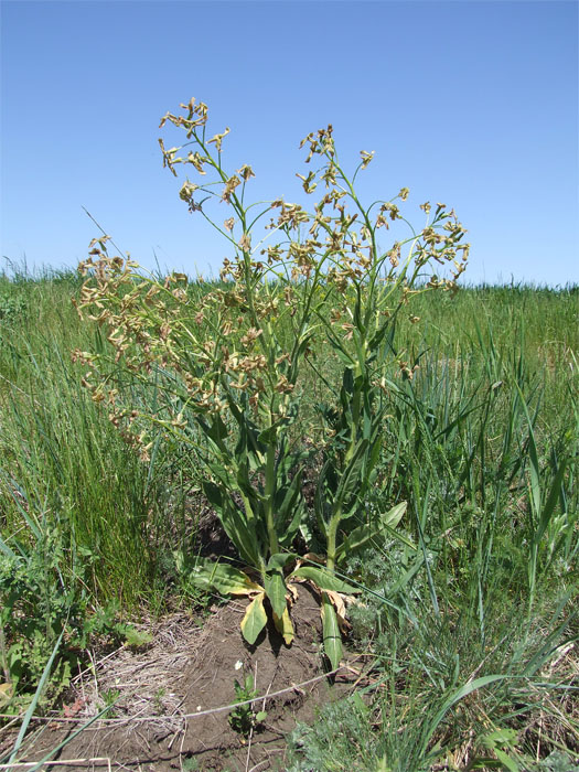 Image of Hesperis tristis specimen.