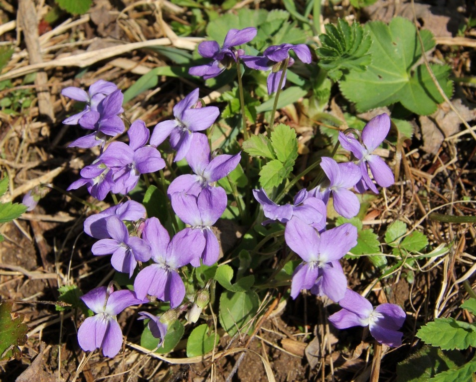 Image of Viola hirta specimen.