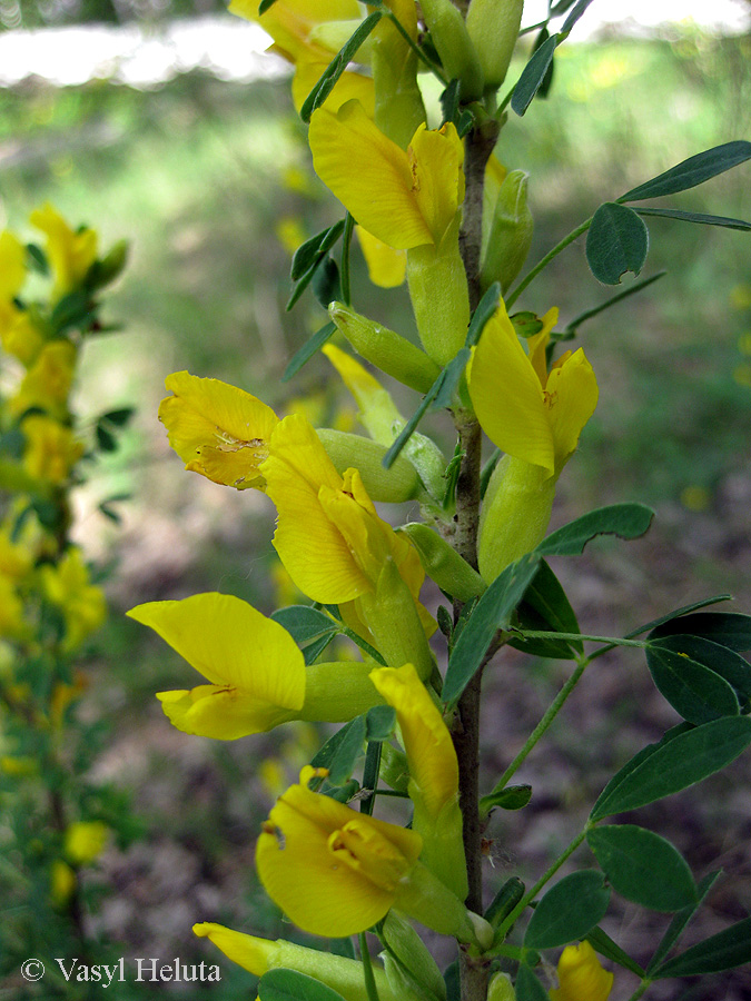 Изображение особи Chamaecytisus ruthenicus.