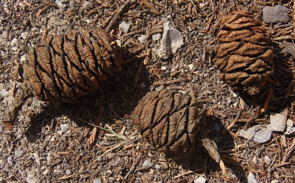 Изображение особи Sequoiadendron giganteum.