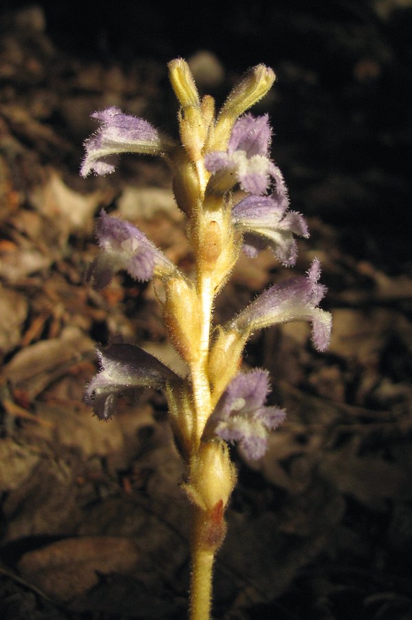 Image of Phelipanche mutelii specimen.