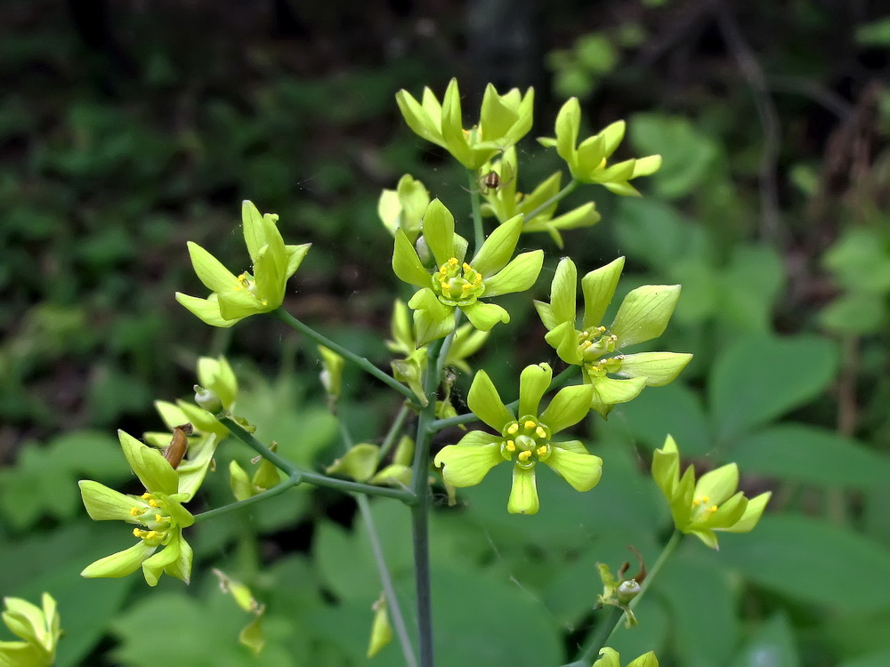 Изображение особи Caulophyllum robustum.