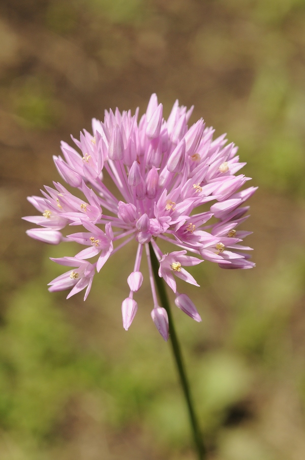 Изображение особи Allium rubellum.