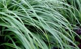 Calamagrostis brachytricha