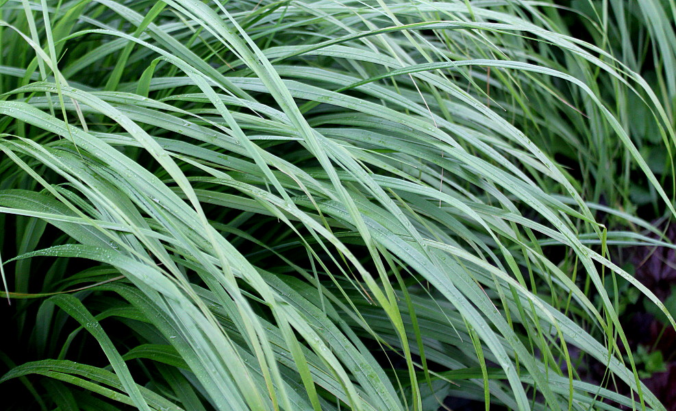 Изображение особи Calamagrostis brachytricha.