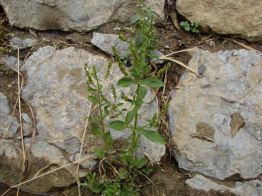 Image of Veronica anagallis-aquatica specimen.