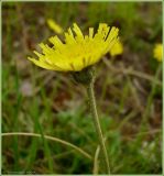 Pilosella officinarum. Соцветие. Чувашия, окрестности г. Шумерля, поляна возле ГНС. 7 июня 2009 г.