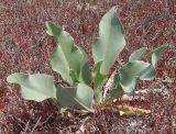 Limonium scoparium. Вегетирующее растение. Украина, Крым, п-ов Тюп-Джанкой, берег Сиваша. 14.06.2013.