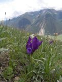 Iris aphylla. Цветущее растение (Iris furcata M. Bieb.). Карачаево-Черкесия, Теберда, гора Лысая. 29.05.2013.