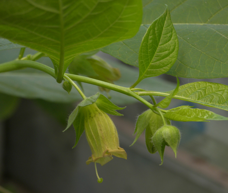 Изображение особи Atropa caucasica.