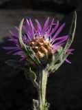 Centaurea jacea ssp. substituta