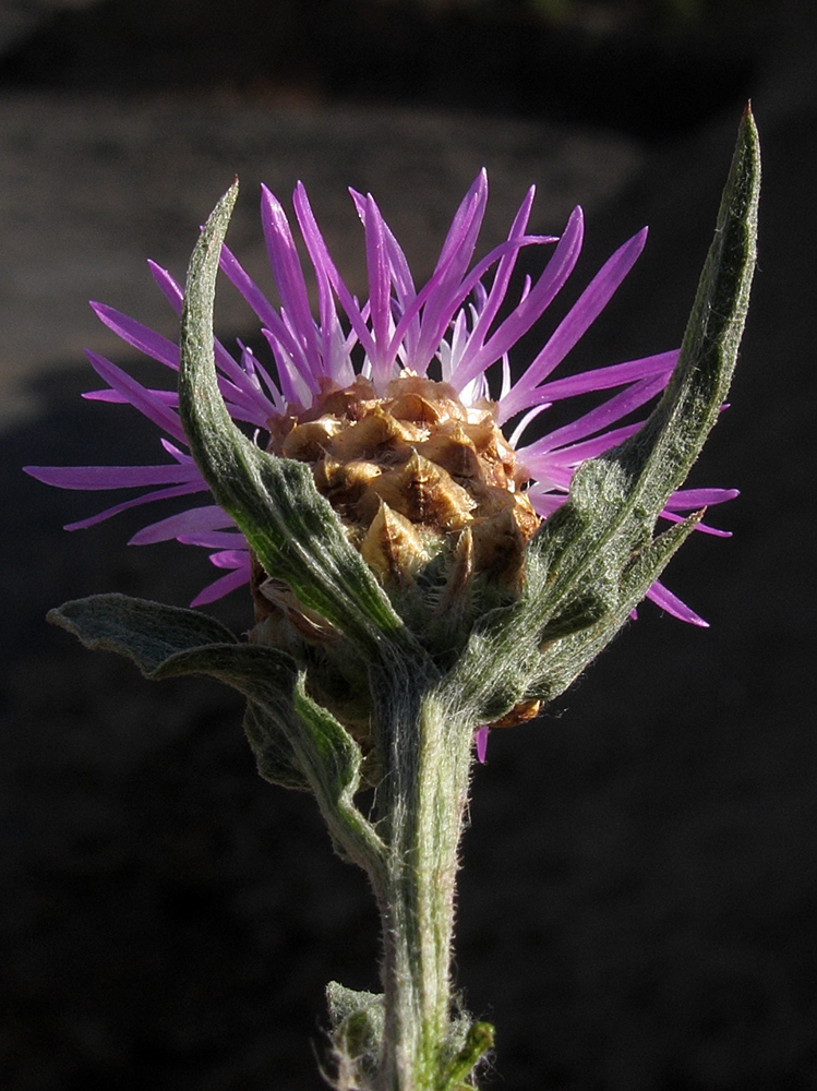 Image of Centaurea jacea ssp. substituta specimen.