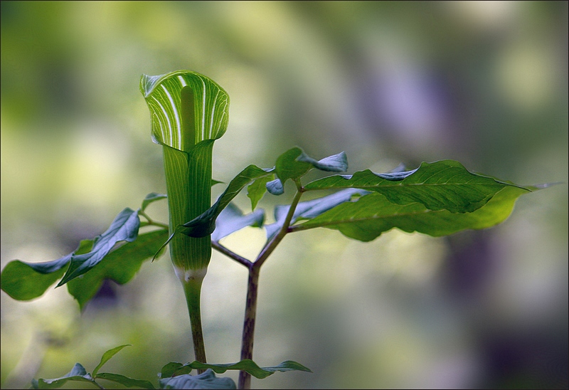 Изображение особи Arisaema peninsulae.