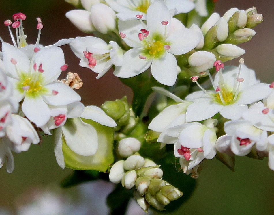 Изображение особи Fagopyrum esculentum.