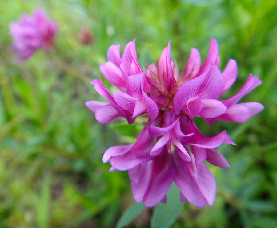 Изображение особи Trifolium lupinaster.
