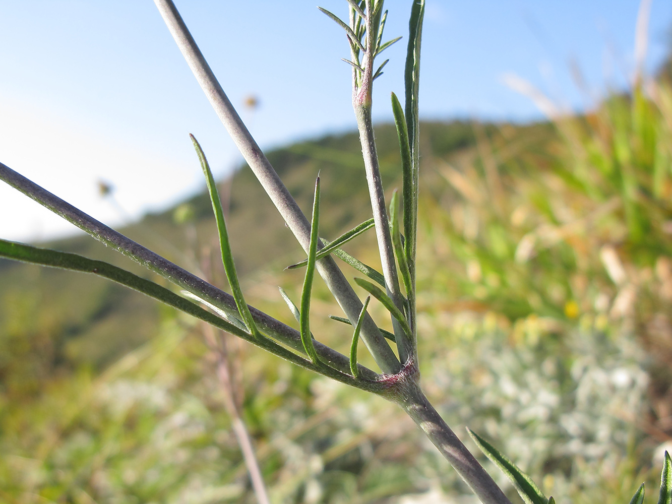 Image of Scabiosa bipinnata specimen.