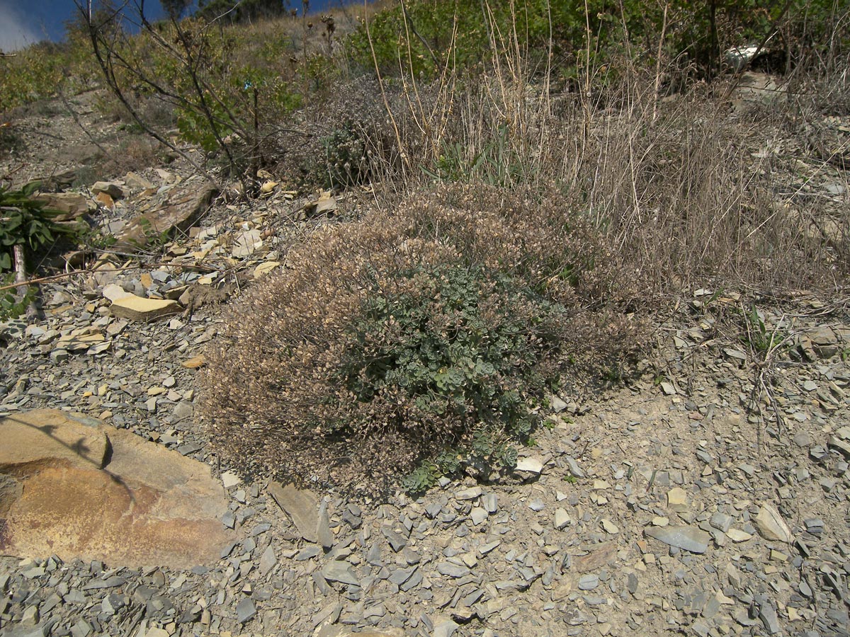 Изображение особи Odontarrhena obtusifolia.