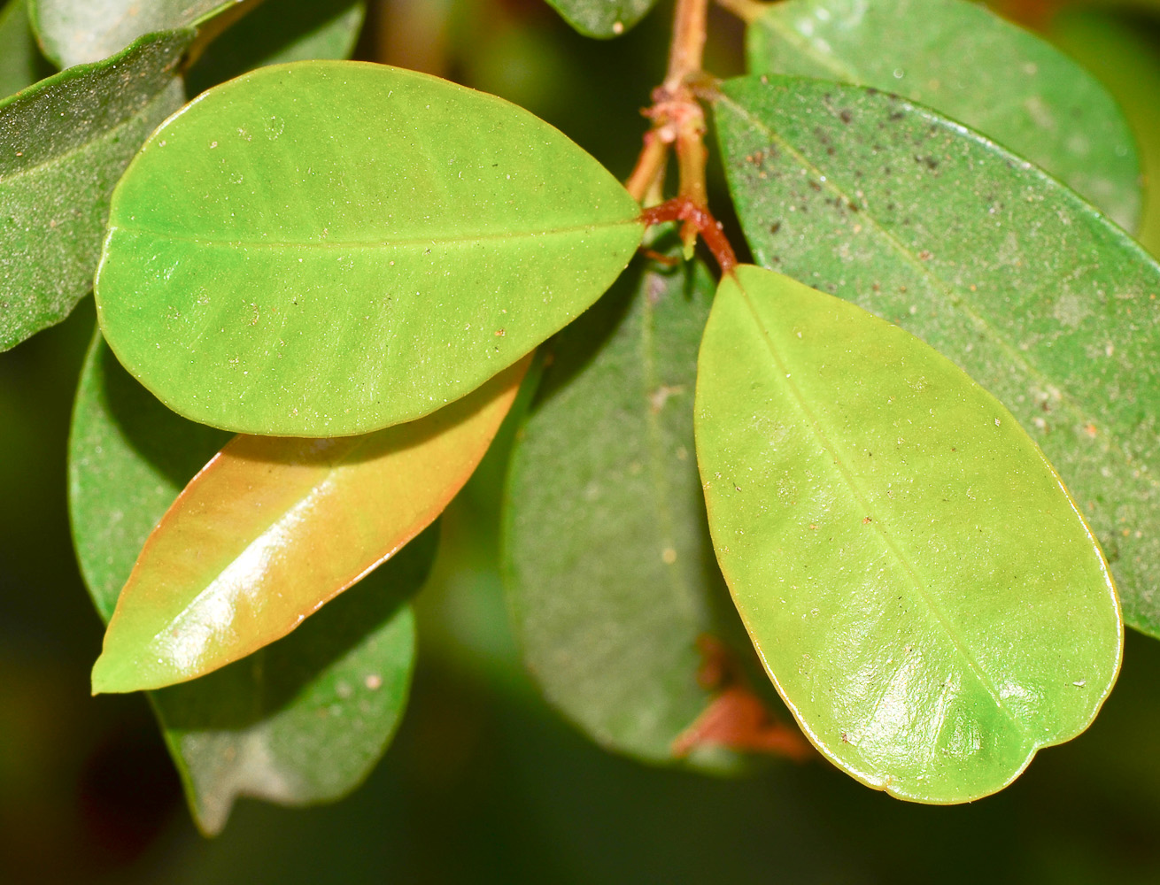 Image of Syzygium australe specimen.