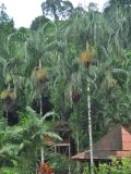 Carpentaria acuminata. Плодоносящие растения. Таиланд, национальный парк Си Пханг-нга. 19.06.2013.